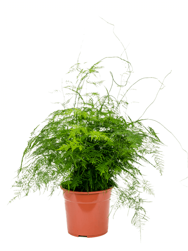 Bestselling Indoor Plants