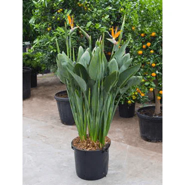 All Indoor Plants