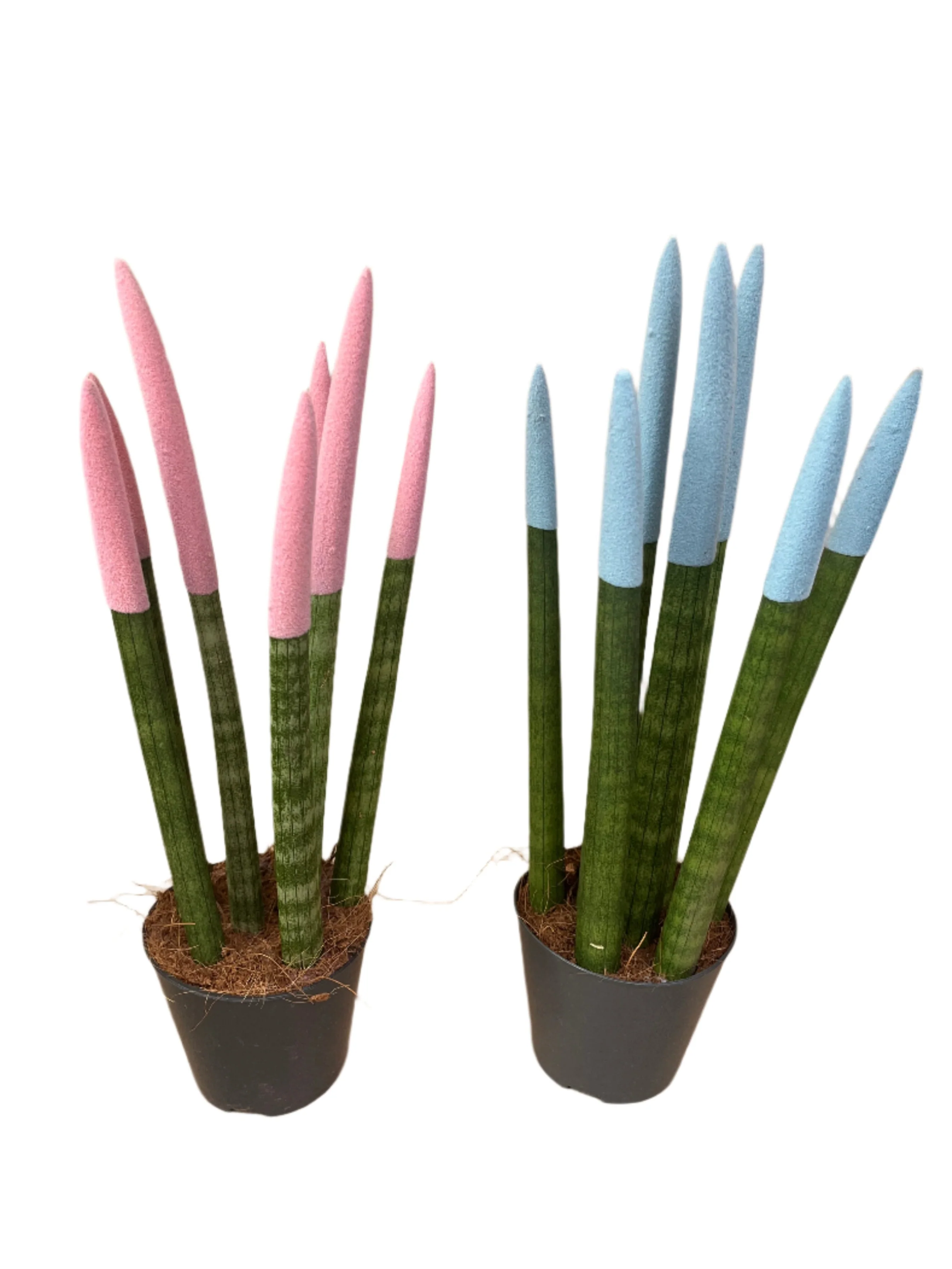 Easy Care Plants