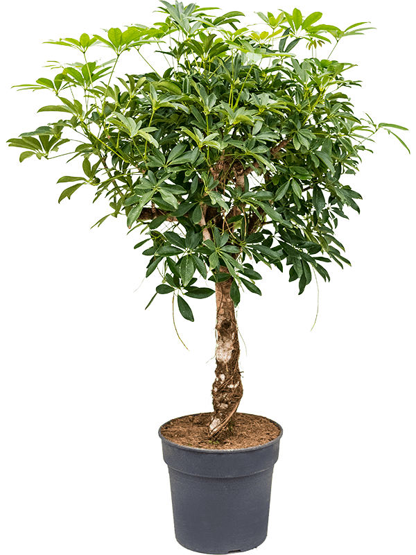 Office Plants