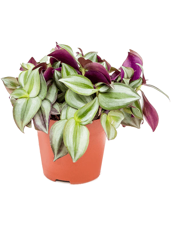 New In